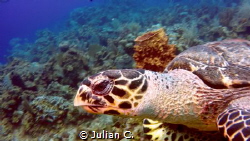 curious turtle coming up close by Julian C. 